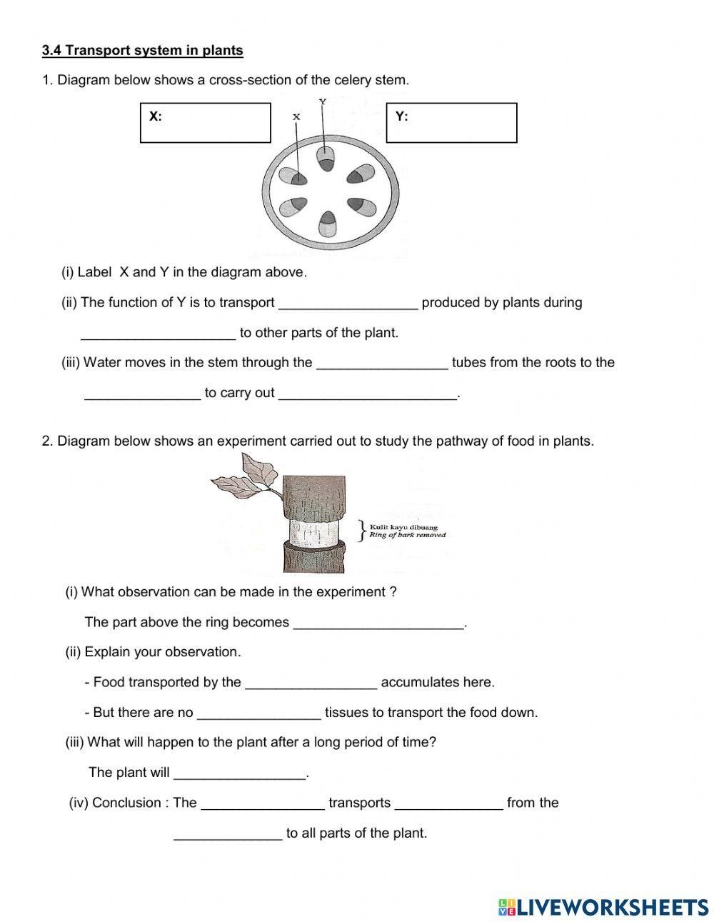 plant systems worksheet pdf