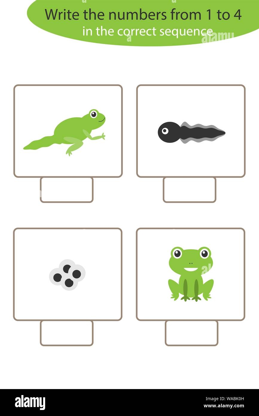 frog life cycle worksheet