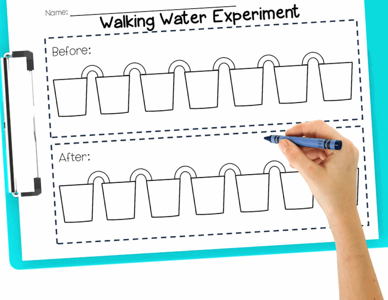 Walking Water Experiment For Kids Sarah Chesworth