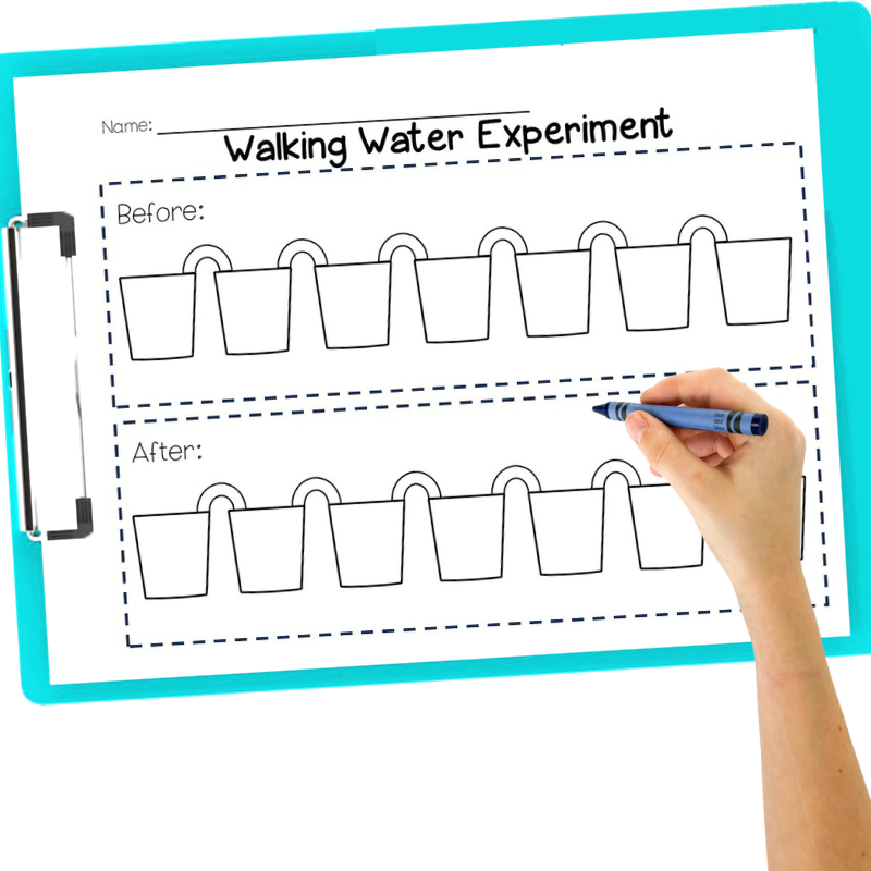 Walking Water Experiment For Kids Sarah Chesworth