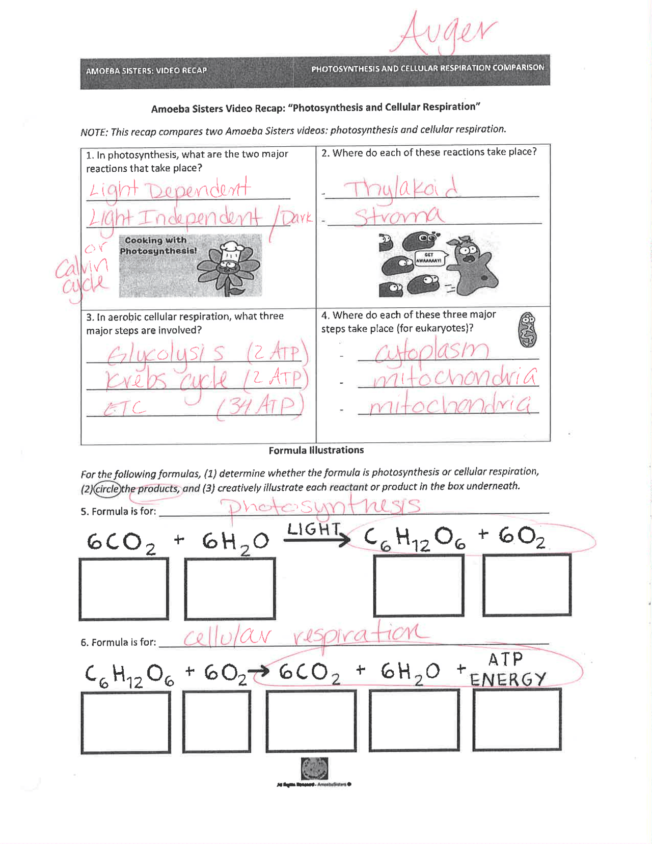photosynthesis and cellular respiration worksheet answer key